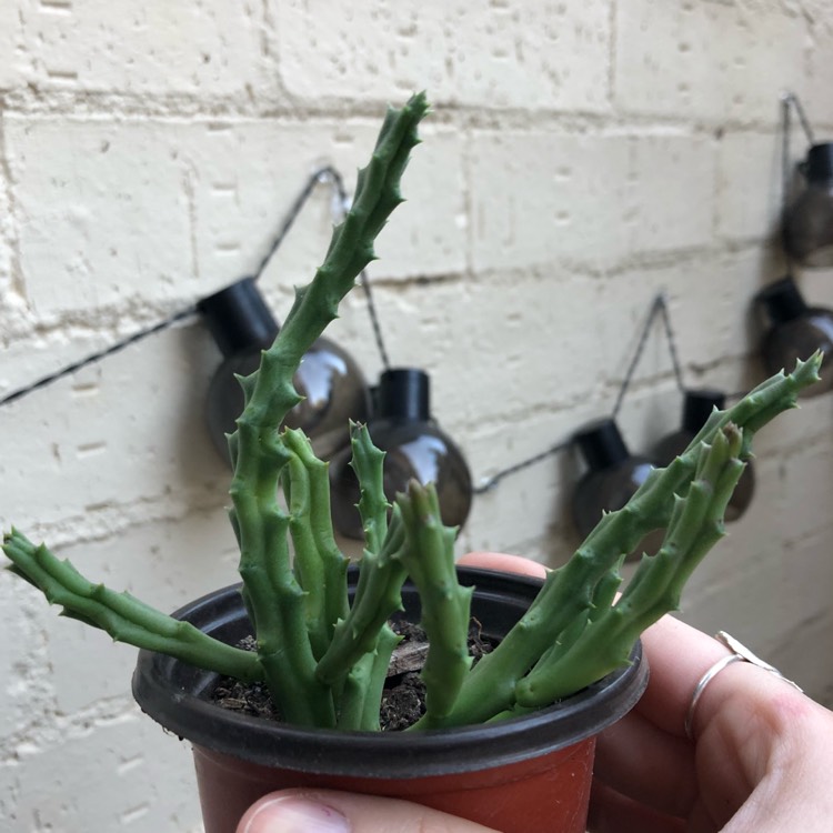 Plant image Stapelia hirsuta