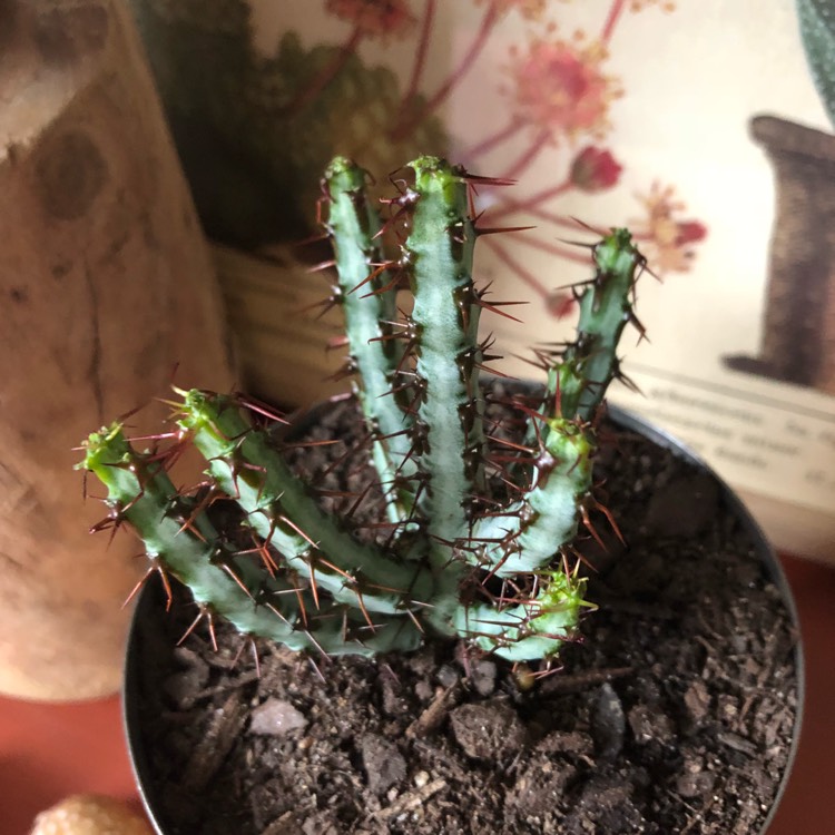 Plant image Euphorbia aeruginosa 'Schweick'