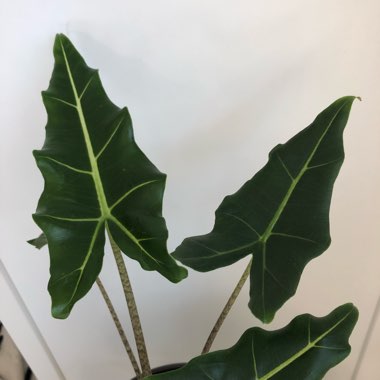 Alocasia Zebrina Sarian