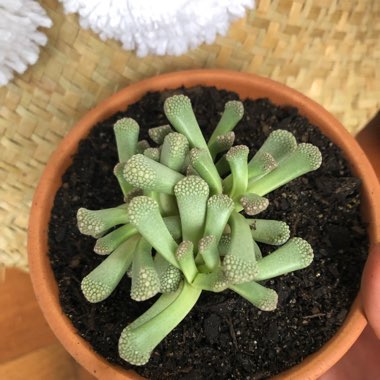 Titanopsis Primosii