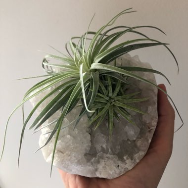 Tillandsia