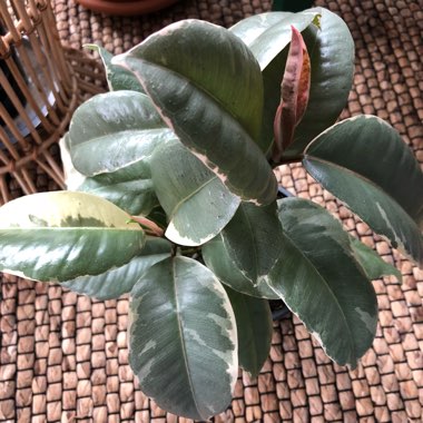 Ficus elastica 'Variegata'