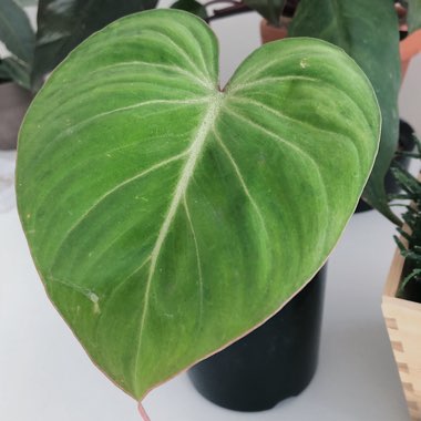 Philodendron gloriosum