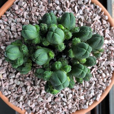 Crassula quadrangularis syn. Crassula pyramidalis