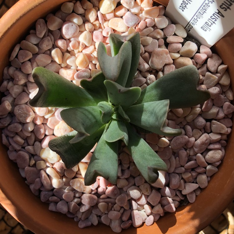 Plant image Echeveria Dark Hawk