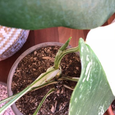 Monstera deliciosa 'Variegata'