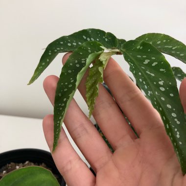 Begonia albopicta 'Rosea'