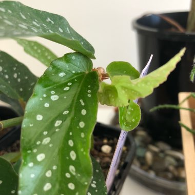 Begonia albopicta 'Rosea'