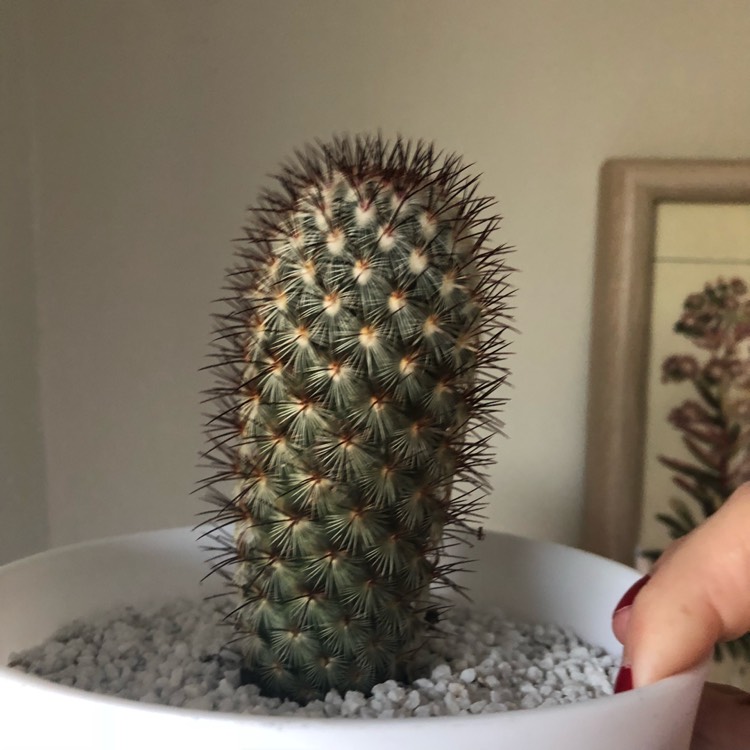 Plant image Mammillaria microhelia syn. Mammillaria droegeana, Mammillaria microheliopsis