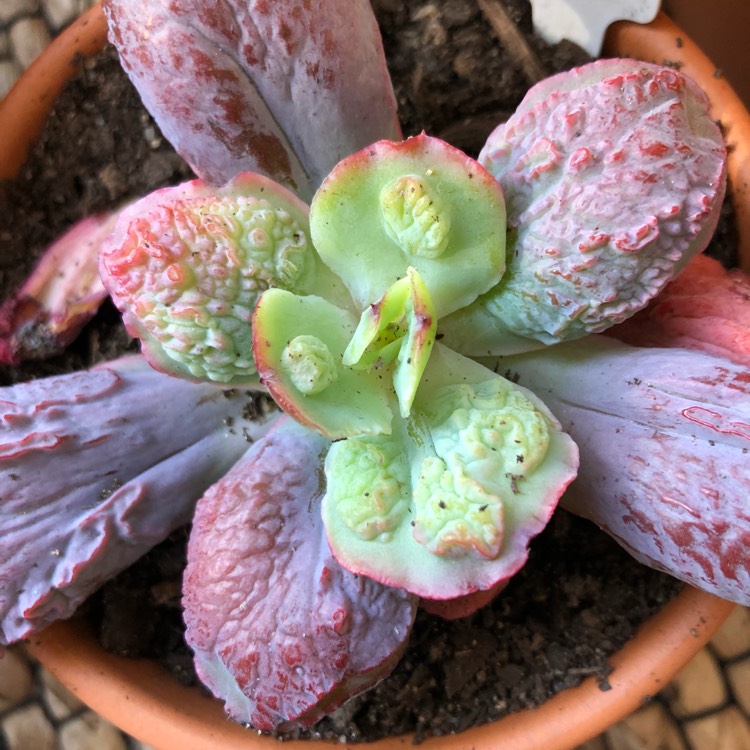 Plant image Echeveria Linguas