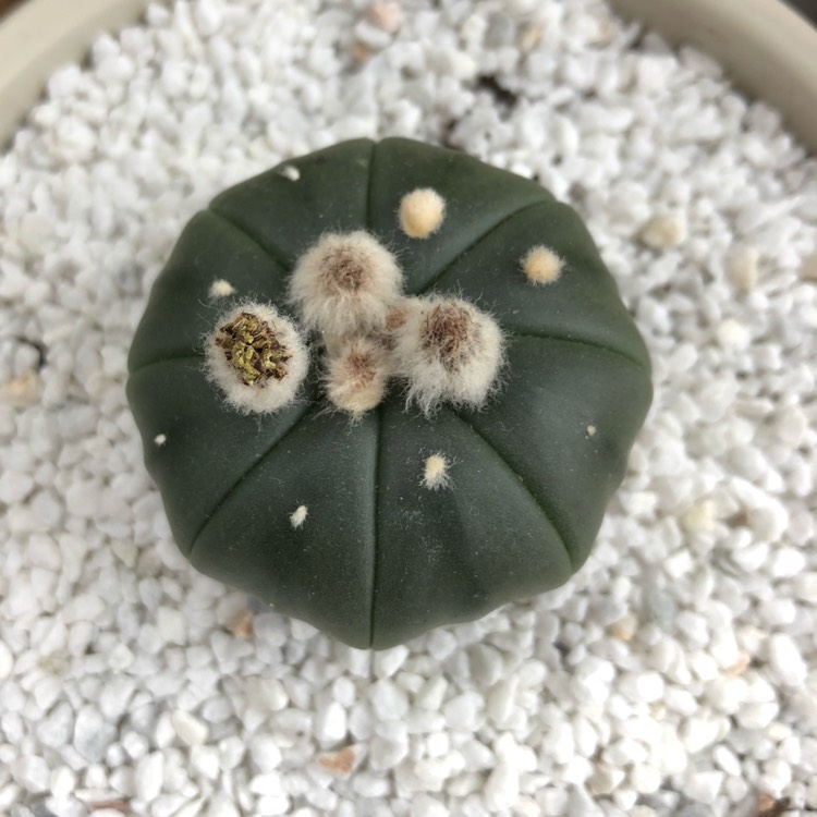 Plant image Astrophytum asterias 'Nudum'