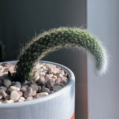 Cleistocactus winteri subs. colademononis