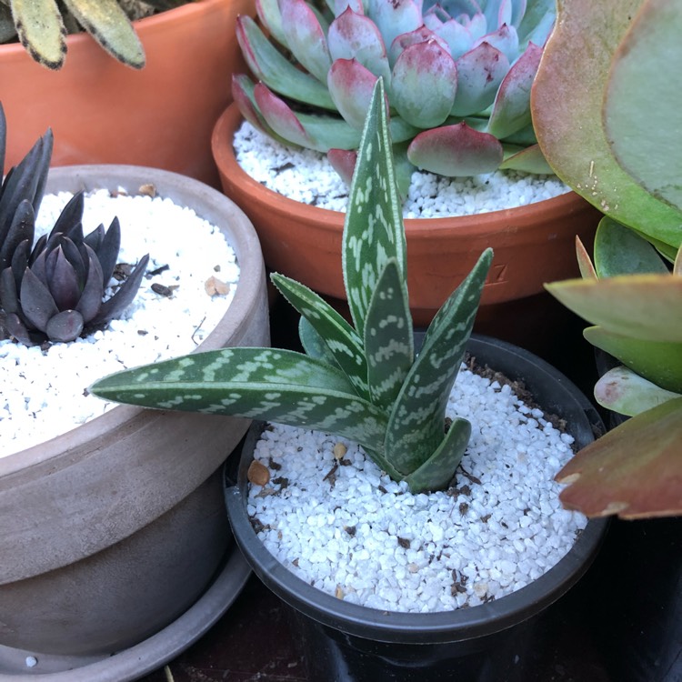 Plant image Gonialoe variegata syn. Aloe variegata