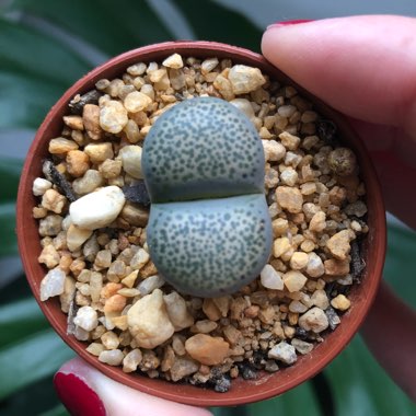 Lithops