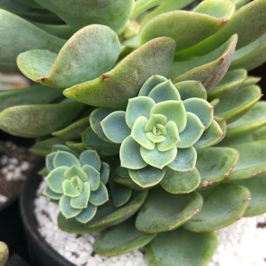 Echeveria Bees Knees