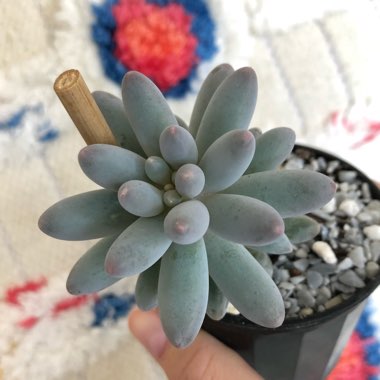 Pachyphytum machucae