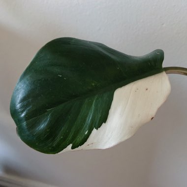 Philodendron 'White Knight'