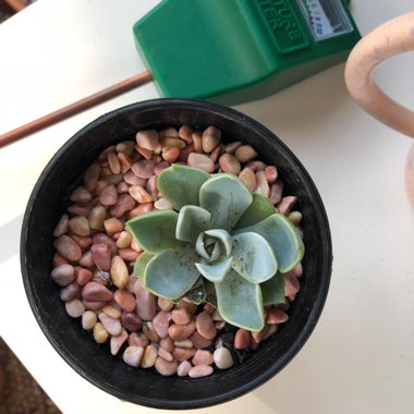 Echeveria Snow Bunny