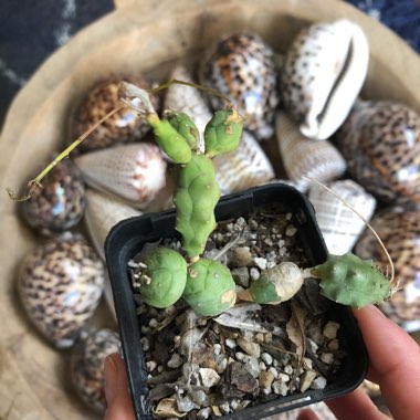 Euphorbia globosa