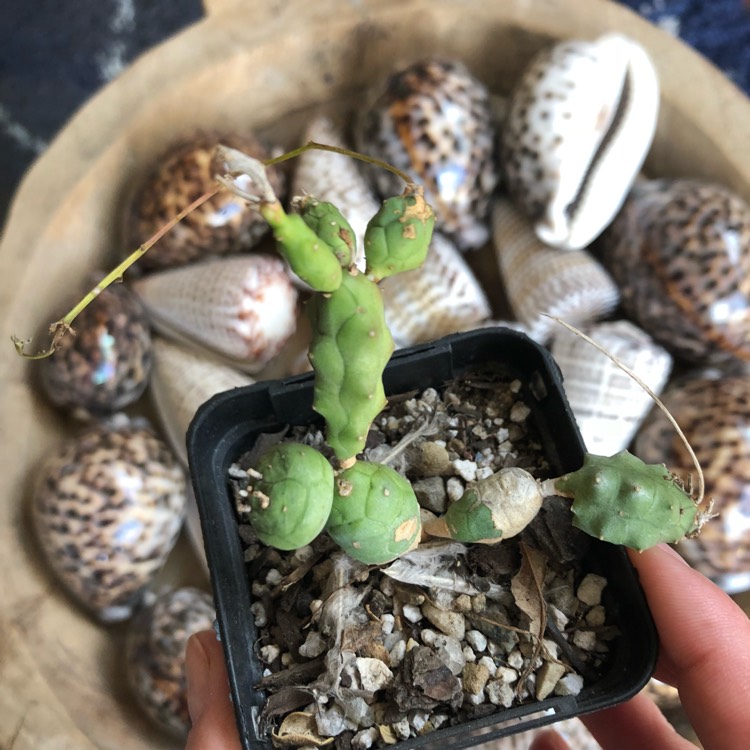 Plant image Euphorbia globosa