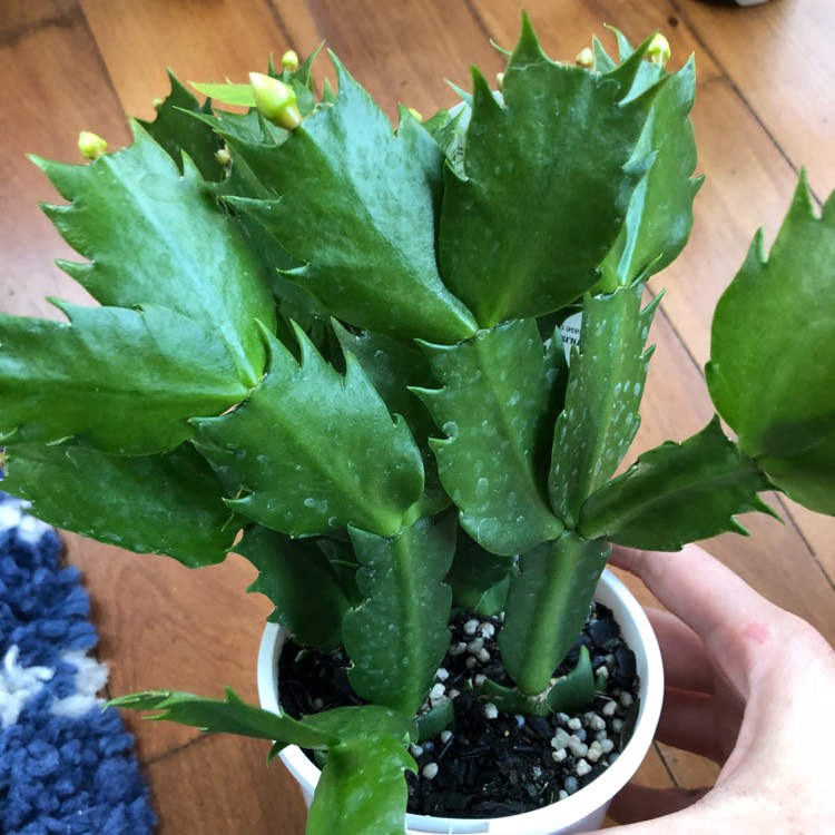 Plant image Schlumbergera White Fantasy