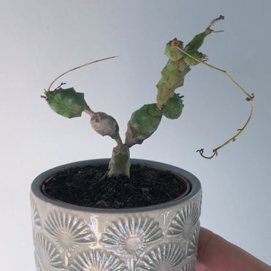 Euphorbia globosa