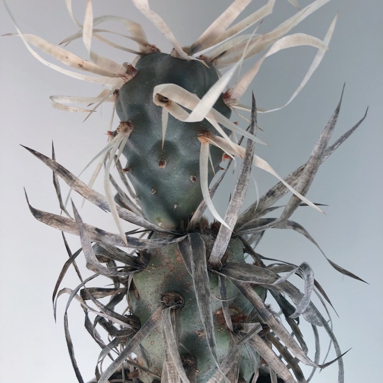 Plant image Tephrocactus articulatus 'Oligacanthus' syn. Tephrocactus articulatus var. oligacanthus