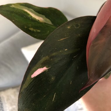 Philodendron 'Pink Princess' syn. Philodendron erubescens 'Pink Princess'