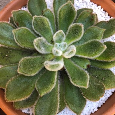 Echeveria Setosa var. Setosa