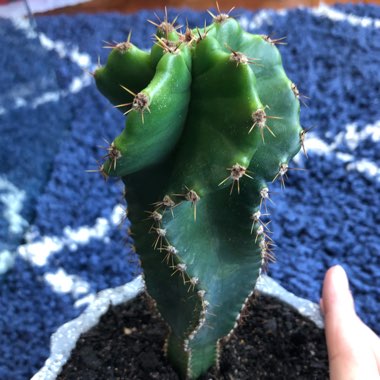 Cereus forbesii spiralis syn. Cereus validus 'Spiralis'