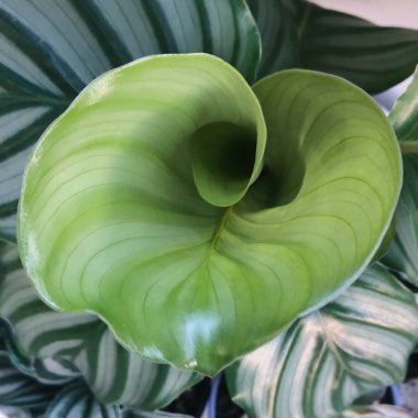 Calathea Orbifolia