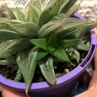 Haworthia Cymbiformis var. Grey Ghost