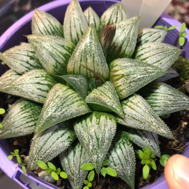 Haworthia 'Silver Kiwi'