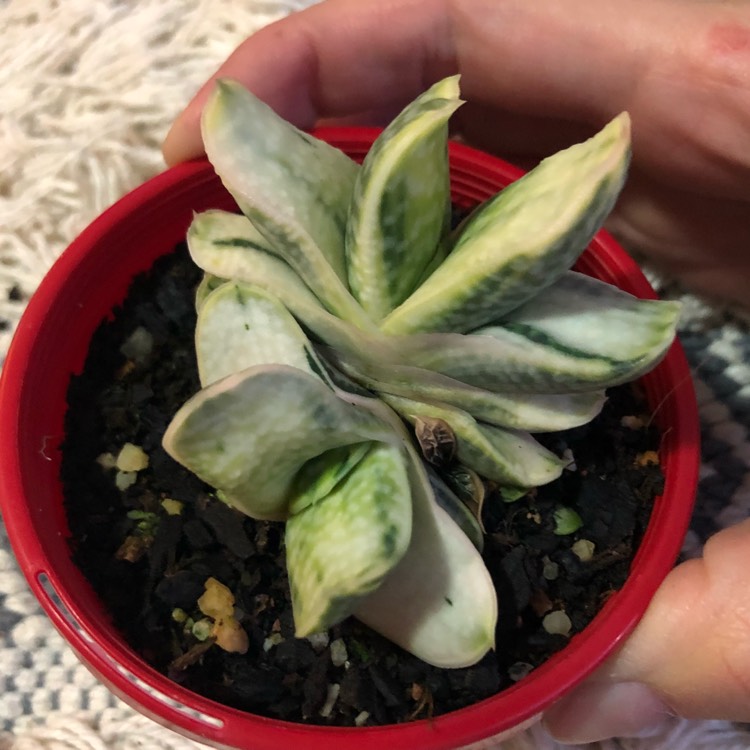 Plant image Gasteria gracilis f.variegata