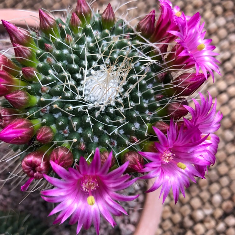 Plant image Mammillaria backebergiana