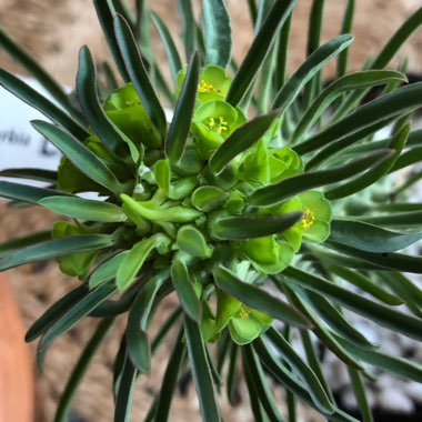 Euphorbia clandestina