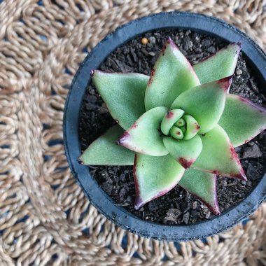 Echeveria Agavoides Ebony