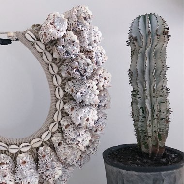 Euphorbia polygona 'Snowflake'