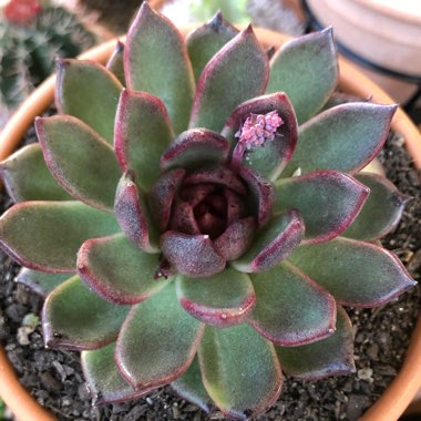 Echeveria Agavoides Blood Maria