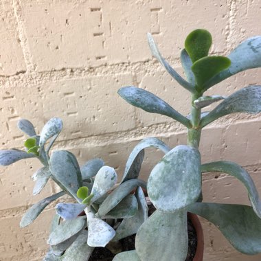 Cotyledon orbiculata 'Silver Waves'