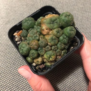 Lophophora Williamsii