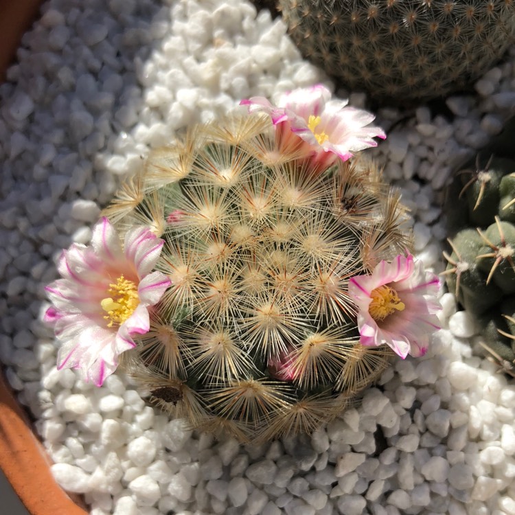 Plant image Mammillaria carmenae