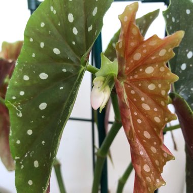 Begonia maculata 'Raddi'