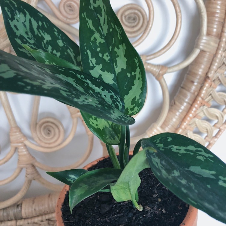 Plant image Aglaonema