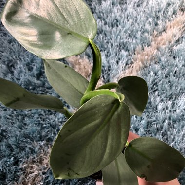 Philodendron hastatum syn. Philodendron 'Silver Sword'