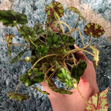 Begonia 'Tiger Paws'