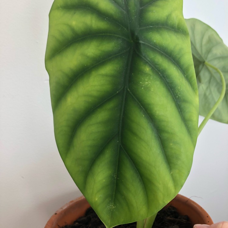 Plant image Alocasia clypeolata syn. Alocasia 'Green Shield', Alocasia clypeolata 'Green Shield'