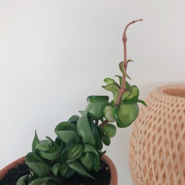 Hoya carnosa 'Compacta'