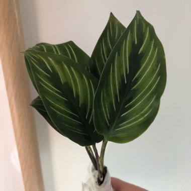 Calathea Ornata syn. Calathea Ornata 'Sanderiana' syn. Goeppertia majestica 'Sanderiana'