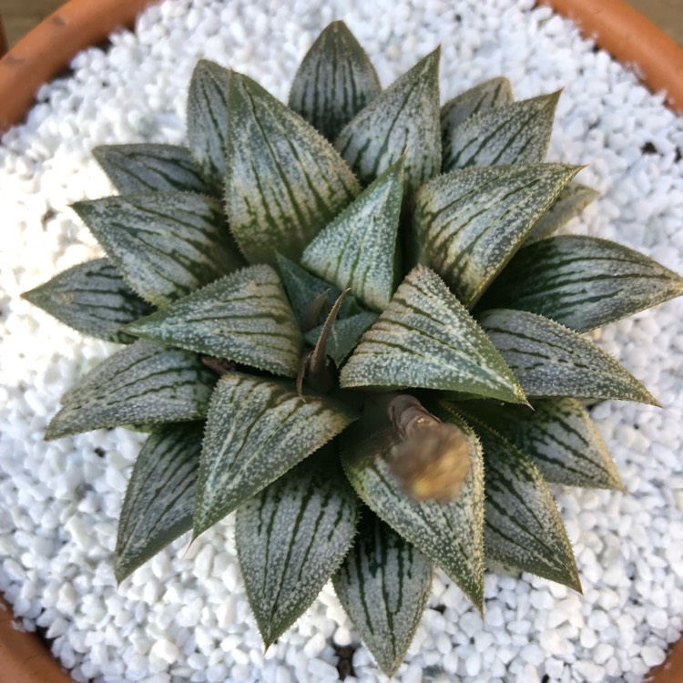 Plant image Haworthia 'Silver Kiwi'